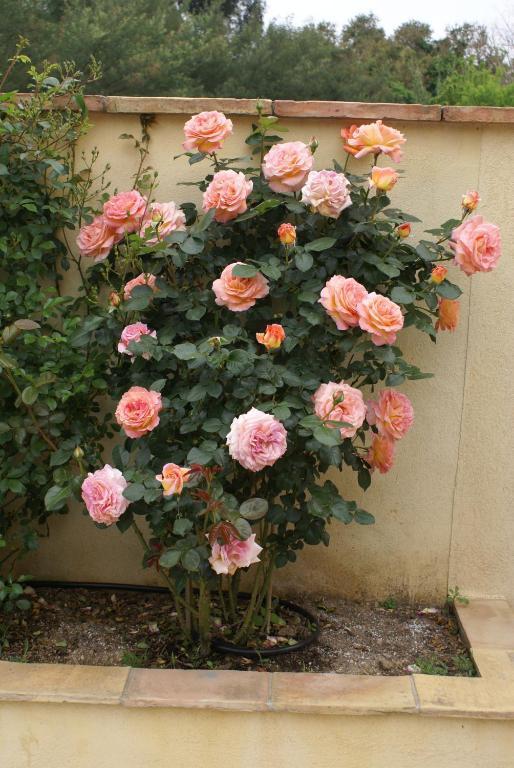 Jardins D'Antalya Bed and Breakfast Grimaud Buitenkant foto